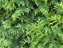 Thuja Brabant 150-175 cm Rotklump XXL Thuja Brabant 150-175 cm Rotklump XXL