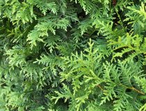 Thuja Brabant 125-150 cm XL Thuja Brabant 125-150 cm XL