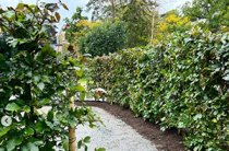 Färdig häck Färdig häck