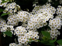 Björkspirea 'Tor' 30-40 cm Björkspirea 'Tor' 30-40 cm