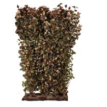 Smällspirea 'Diabolo' Färdig Häck 180 cm Smällspirea 'Diabolo' Färdig Häck 180 cm